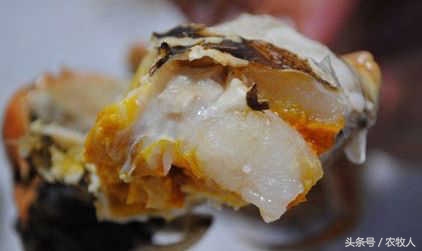 螃蟹知识,螃蟹科普小知识