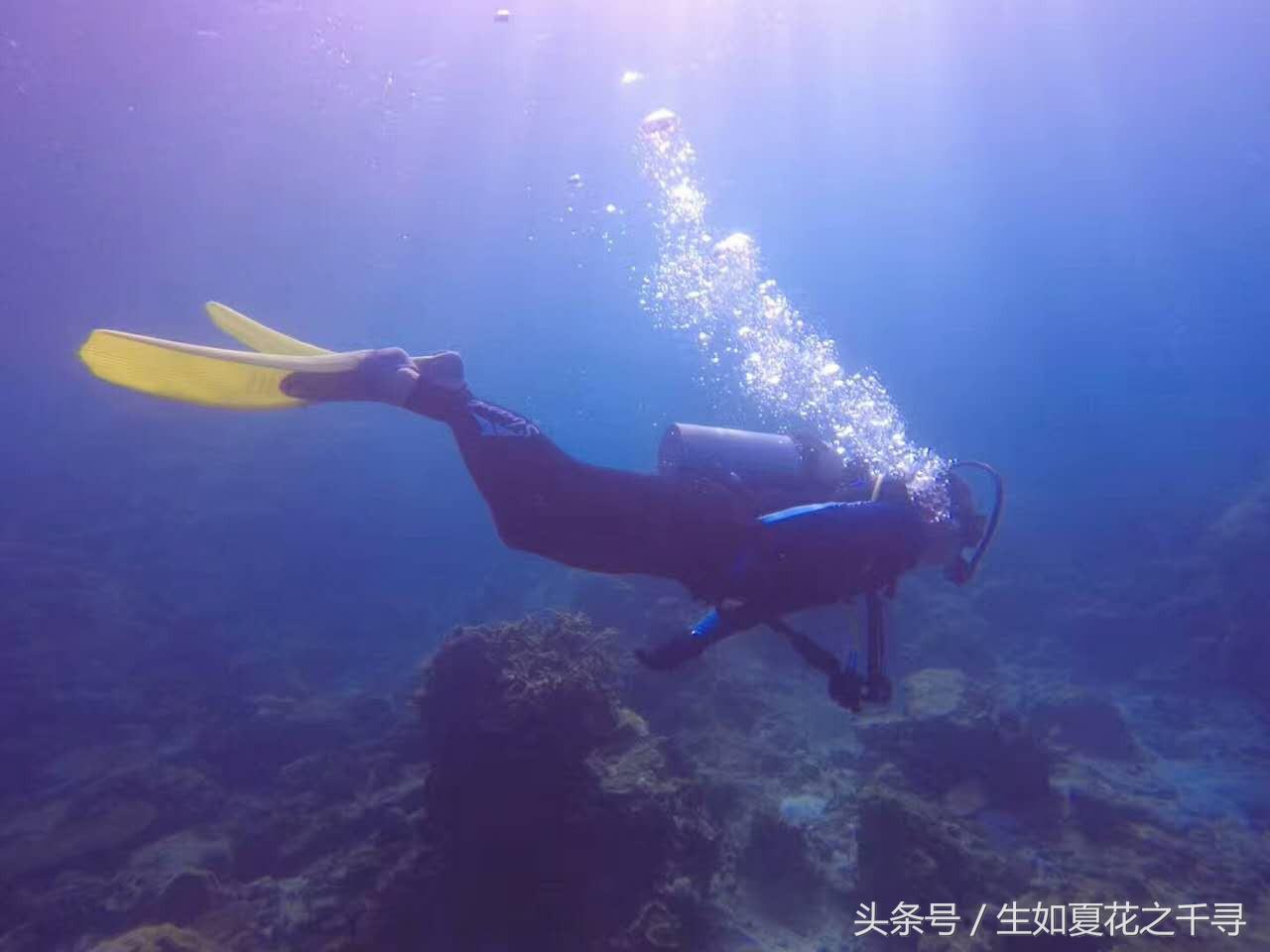 去兰卡威逗小鲨鱼，登嘉楼热浪岛浪一浪