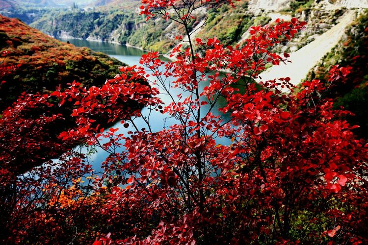 秋韵流过的晋城红