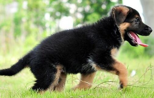 平背德国牧羊犬喂养,养德国牧羊犬的注意事项