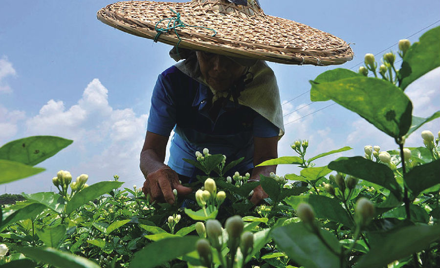 横县最美的茉莉小镇,中国茉莉之乡标志