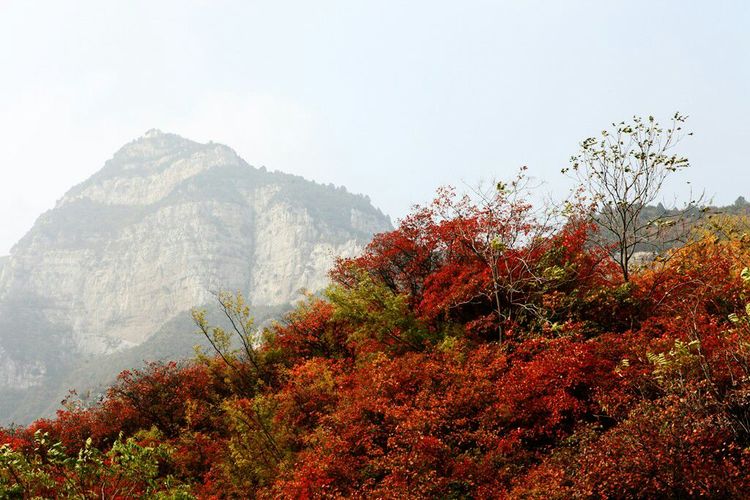 秋韵流过的晋城红
