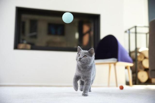 神助力家具，让你和心仪的喵星人甜蜜同居