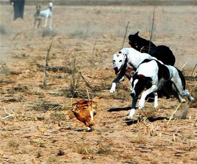 一年的格力犬还能训练抓兔子吗,五个月的格力犬怎么训练逮兔子