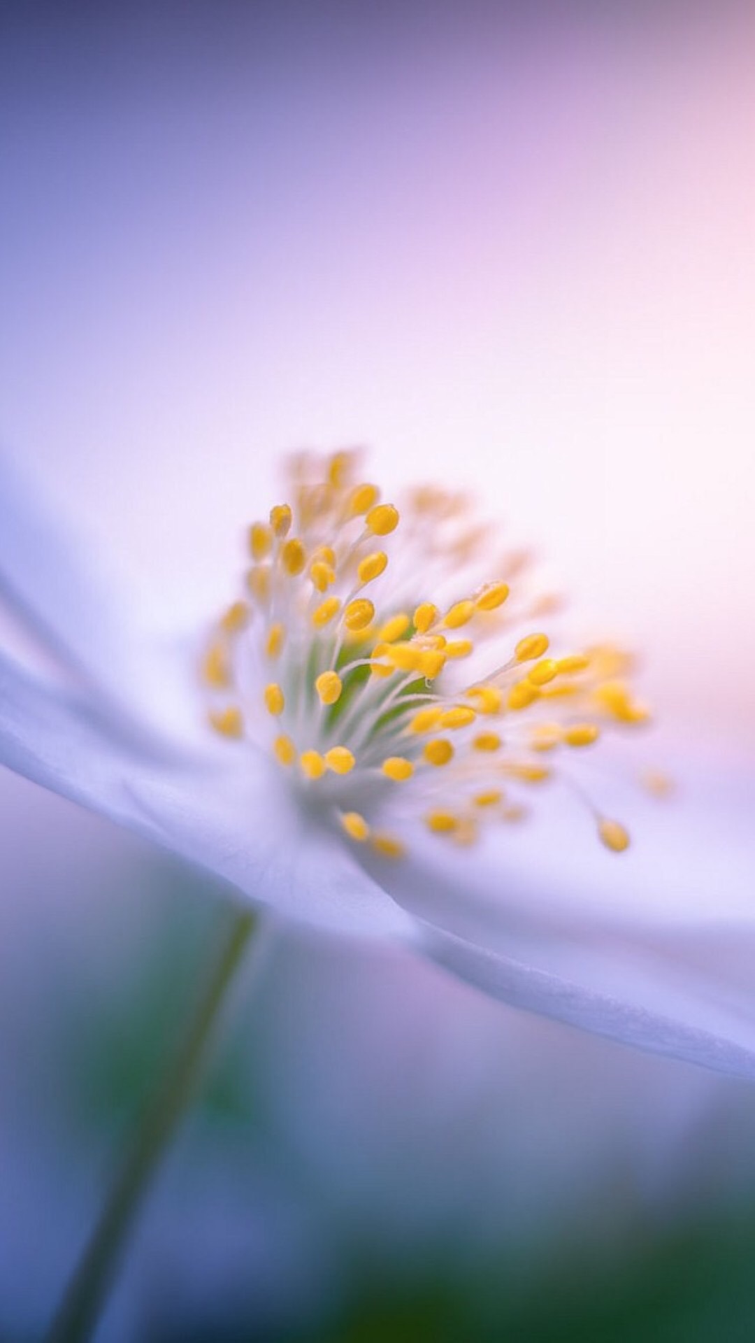 唯美1080×1920P高清壁纸锁屏画面待机背景图！请在wifi环境查看