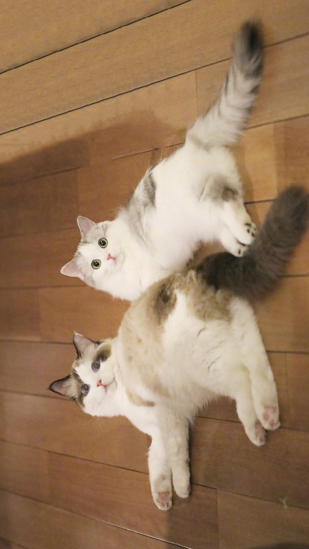 唯美1080×1920P高清壁纸锁屏画面待机背景图！请在wifi环境查看