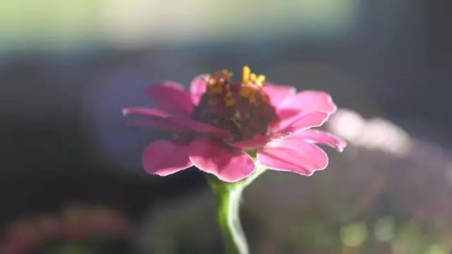 栗子姐情感问答07,栗子姐每日情感问答100句