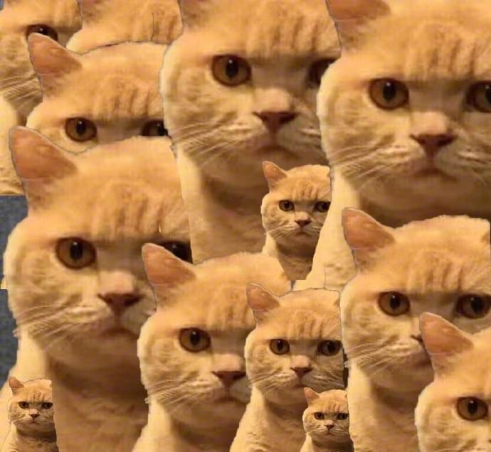 相信大家都看过这个猫的表情包,原来这些表情包是真实存在的猫咪