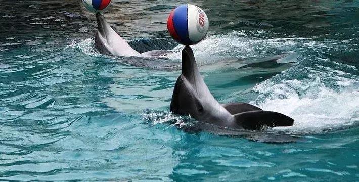 去厦门旅游自由行攻略图,超级详细厦门旅游攻略