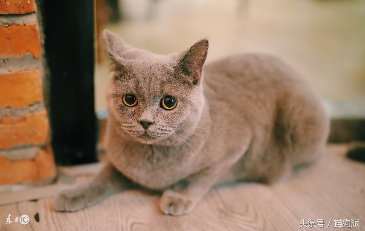 猫咪掉毛严重秃了好几块怎么办,猫咪掉毛很严重补充什么维生素