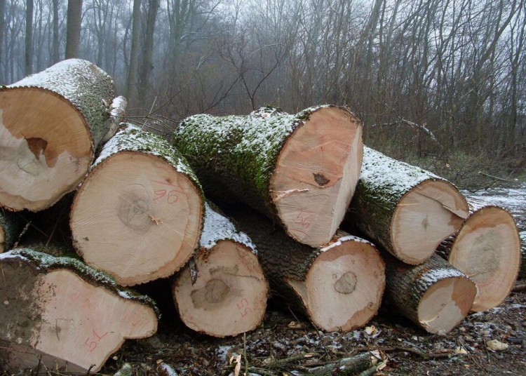 白蜡木与榉木哪个做家具好,枫木与白蜡木哪种木材好