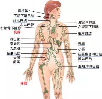 淋巴与免疫系统,没有了淋巴就没有了免疫系统