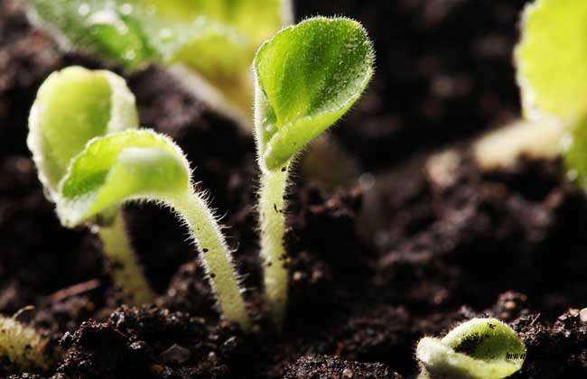 vc可以调节土壤酸碱吗,调节土壤酸碱平衡的最佳方法