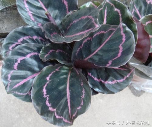 北方庭院背阴种什么最好,阳台背阴种什么好