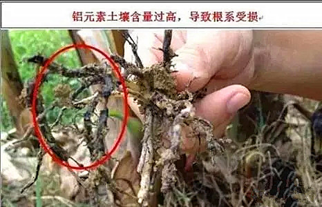 vc可以调节土壤酸碱吗,调节土壤酸碱平衡的最佳方法