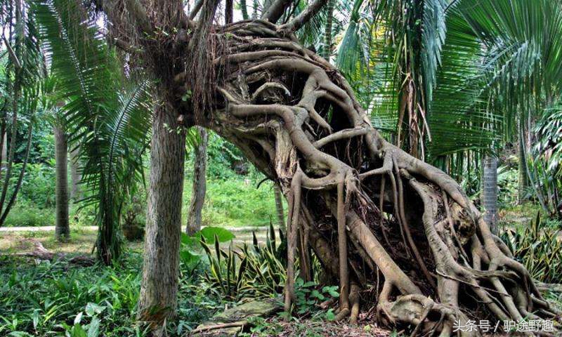 雷州半岛的主要景点是,广东雷州半岛旅游景点