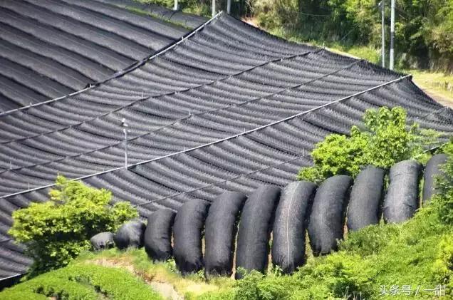 抹茶粉是怎么样制作的,抹茶粉一般是什么绿茶做的