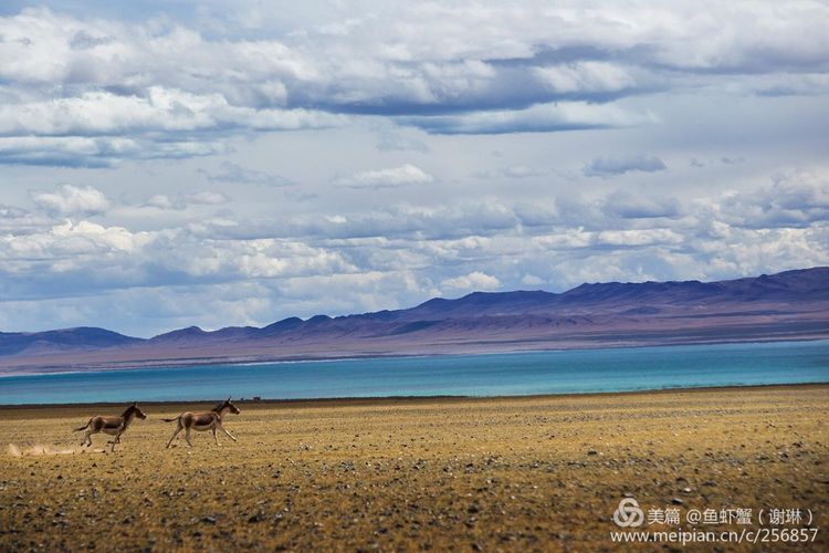 只要能去*藏西**,头痛高反什么的都不care
