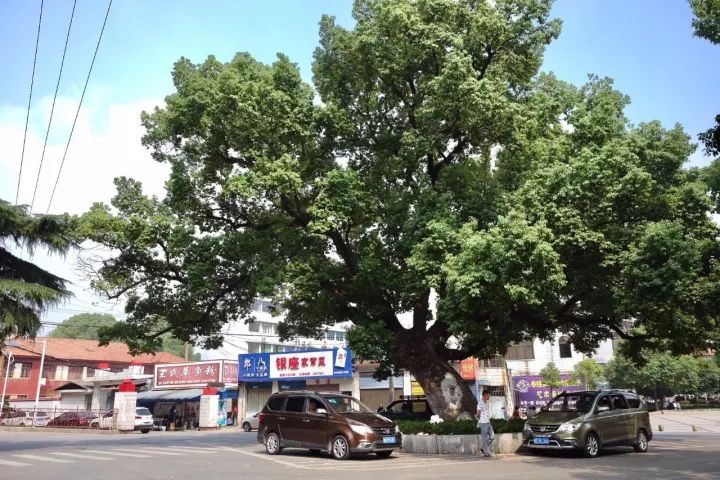 「红棉·长河」三棵古树牵出的百年铁路