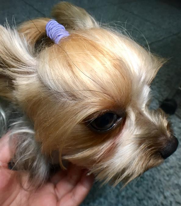 怎么样自己给狗疏通鼻泪管,养狗小妙招小技巧大全