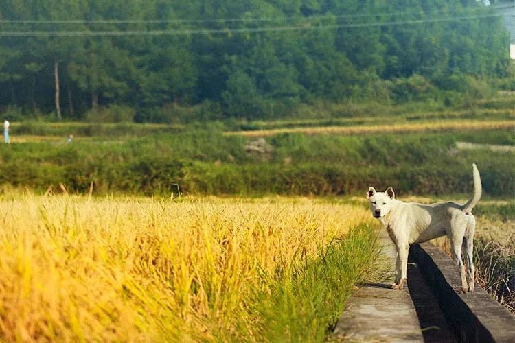 贵州种田生活视频,贵州辛苦农民