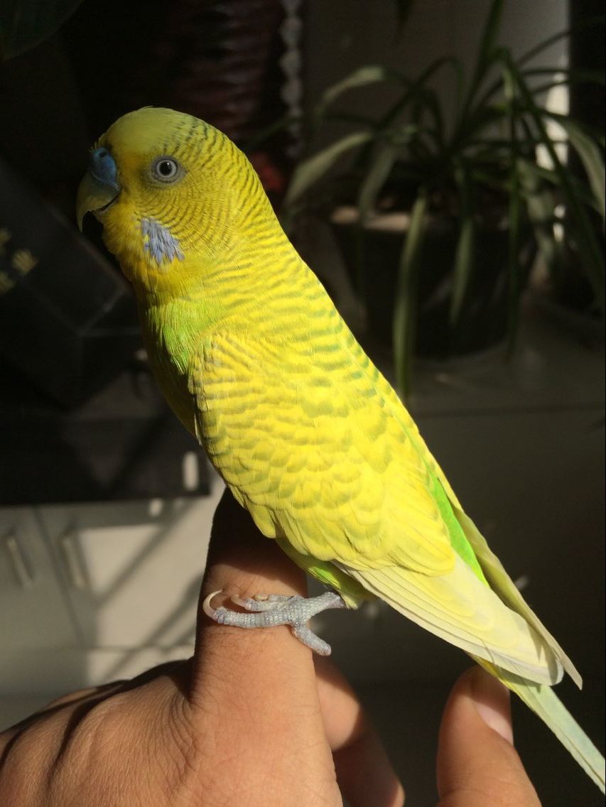 虎皮鹦鹉的饲养大忌,虎皮鹦鹉的饲养方法