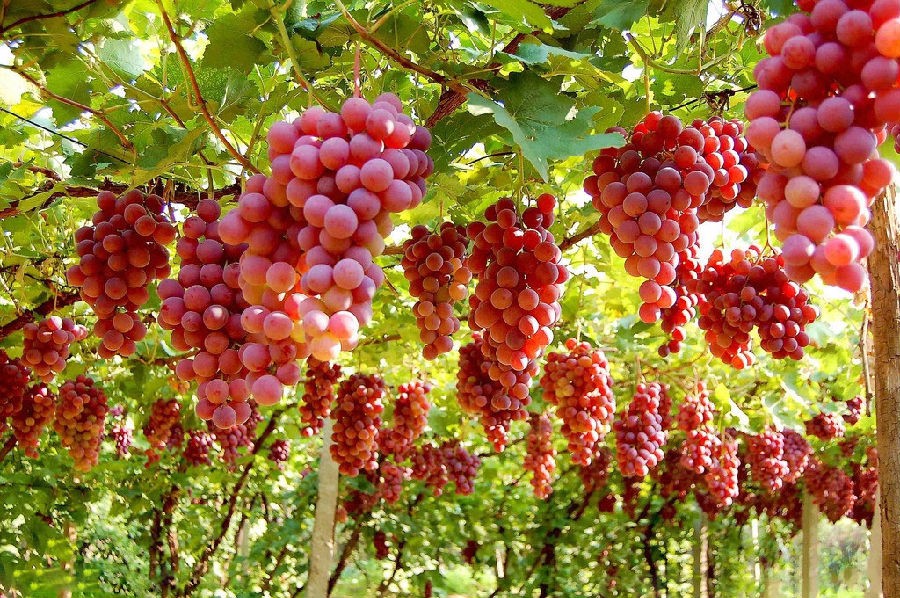 我的故乡彝族,我的故乡云南原唱