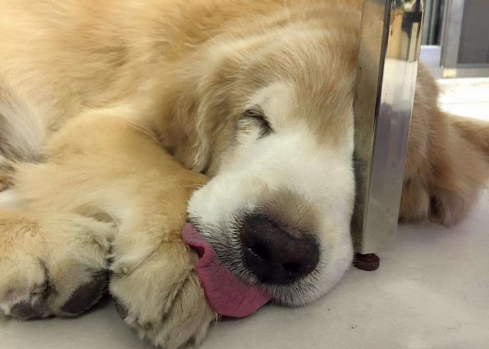 养了1年的金毛走丢了,养了几年的狗狗老了白天不见