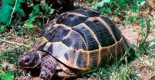 希腊陆龟和赫曼陆龟,赫曼陆龟长得快吗