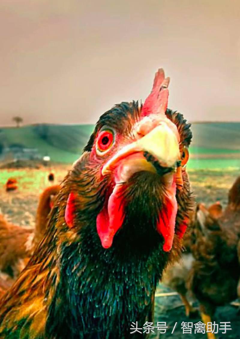 小鸡啄肛什么原因,鸡子啄鸡蛋是什么原因