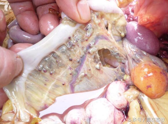 鸡冠发白是什么病能吃吗,鸡冠发白是什么病用什么药能治好