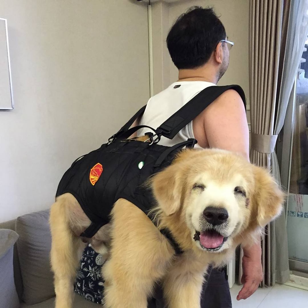 养了1年的金毛走丢了,养了几年的狗狗老了白天不见