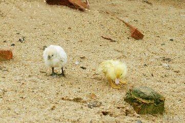 张阿婆结局,张阿婆传统