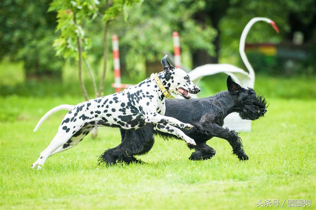斑点狗大麦町犬为什么禁养,棕色斑点的大麦町犬