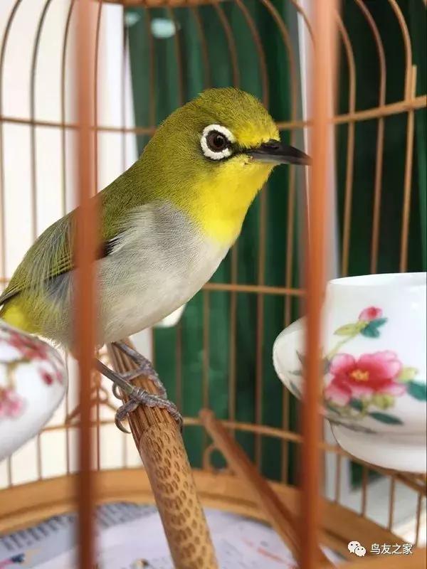 怎么快速盘绣眼,绣眼怎么盘