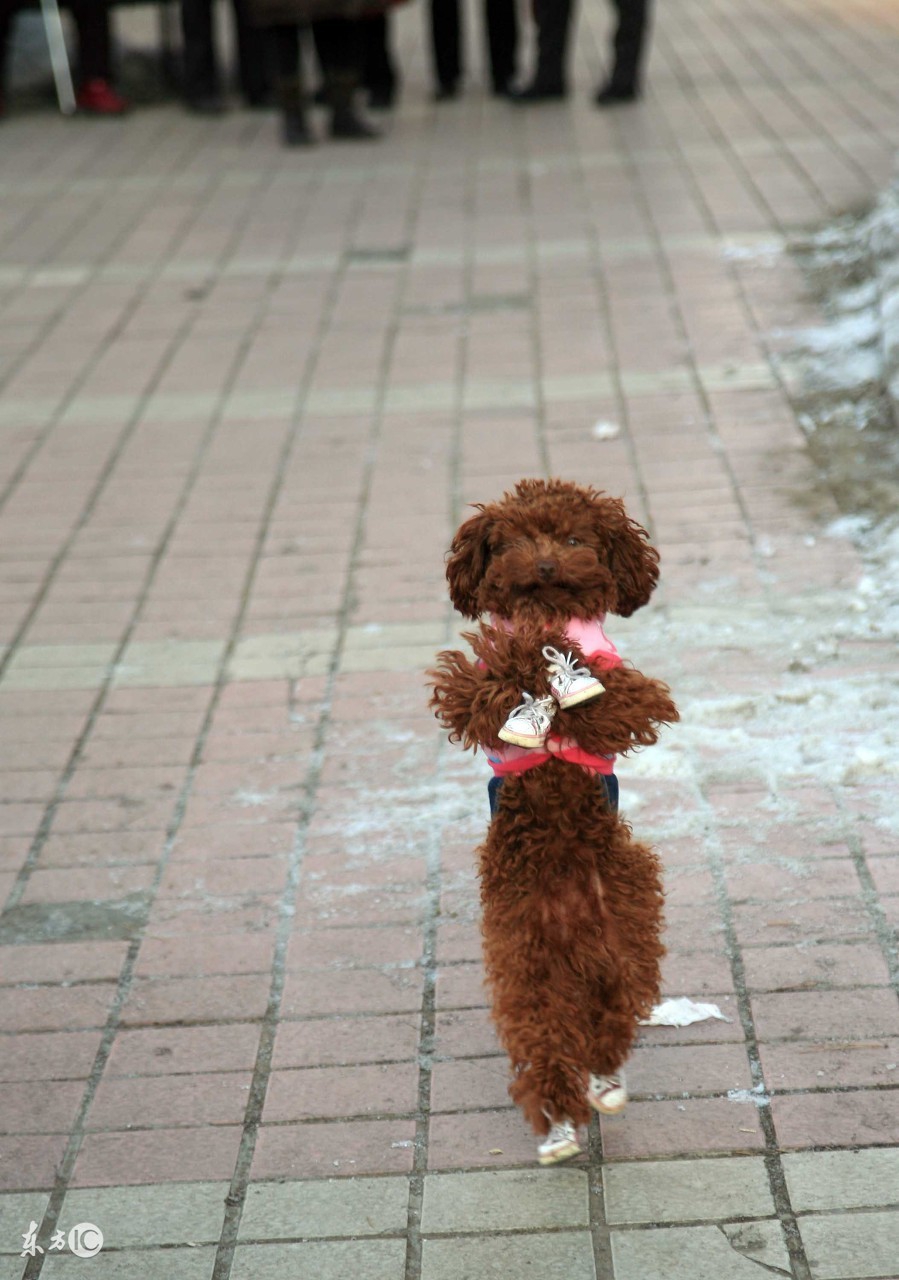 泰迪二三个月幼犬喂养注意事项,半个月大的泰迪幼犬怎么正确饲养