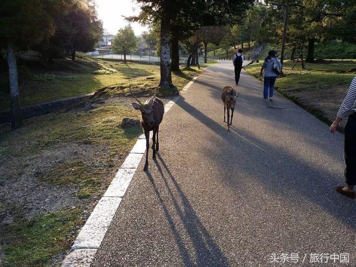 萌萌的日本奈良鹿,奈良鹿长什么样