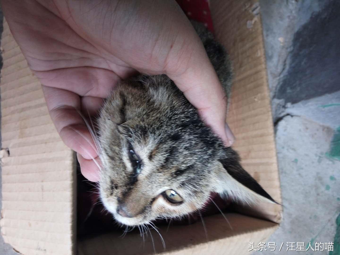 半个月的猫咪眼睛流脓怎么办,猫咪一只眼睛流脓拉稀