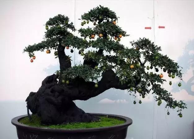 金弹子和珊瑚珠区别,金弹子和金豆是一个品种吗