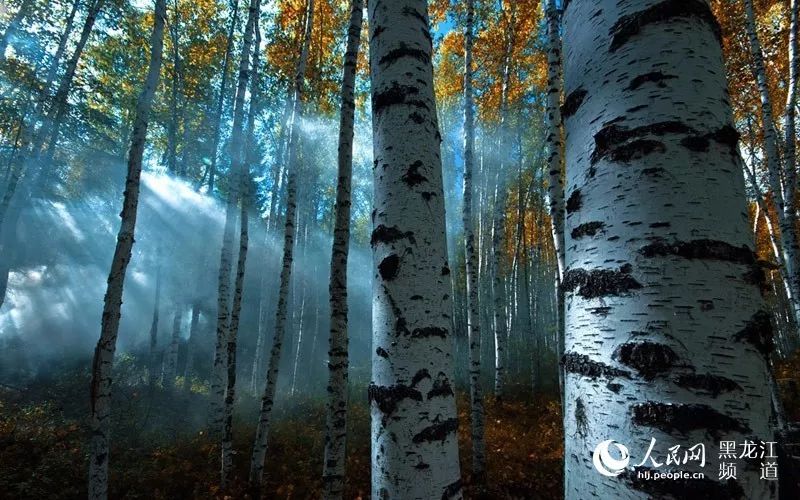 对不起我要去学校了模板,对不起我要去天津了