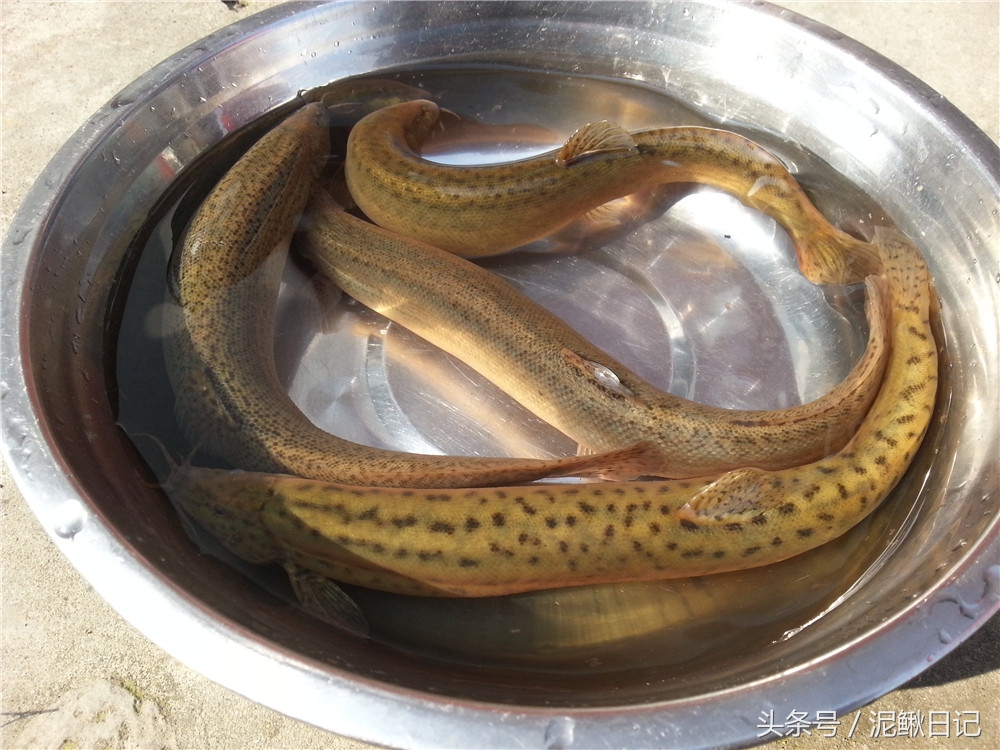 泥鳅养殖的十大陷阱,泥鳅养殖基本知识