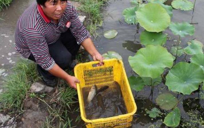 养鱼10个赚钱方法大全,农村养鱼致富技术视频