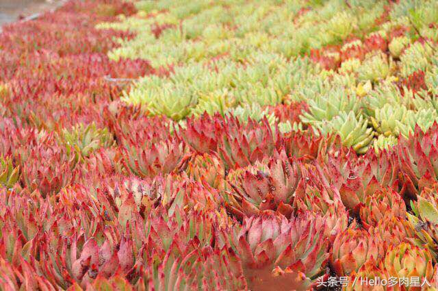 遇到多肉是我的幸运,我所遇见的多肉