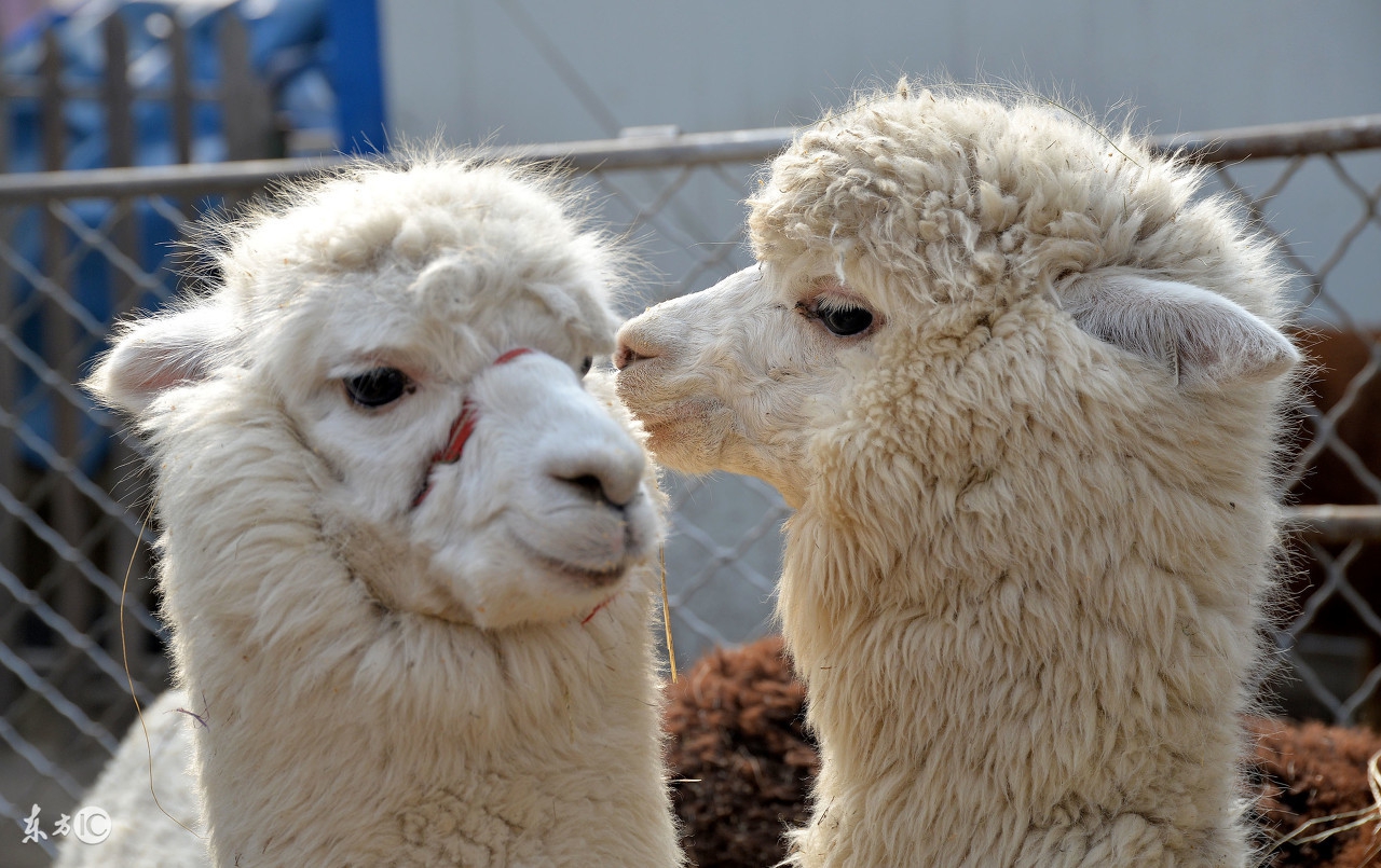 盘点那些谈不上暴富却可以积累第一桶金的农村创业小项目