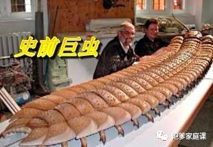 地球植物进化史,地球植物演化史时间轴