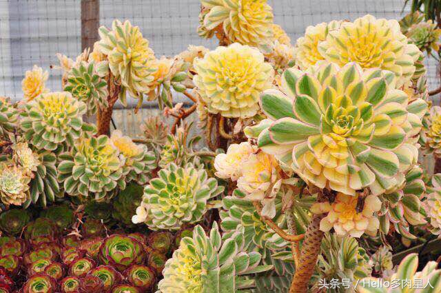 加州多肉,当花痴遇见多肉
