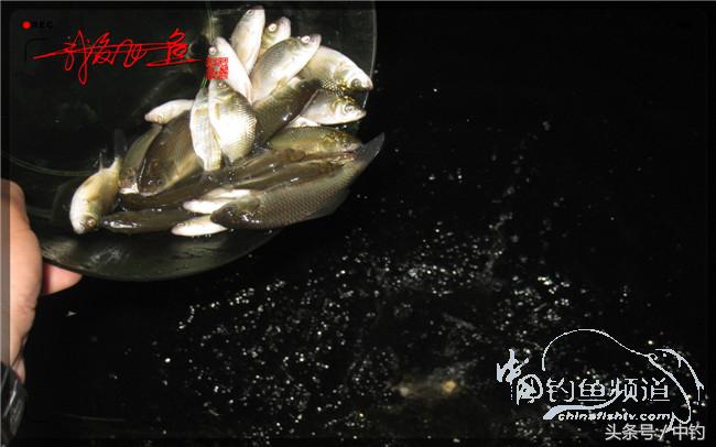 狂拉大板鲫的快乐,狂拉小鲫鱼钓鱼视频