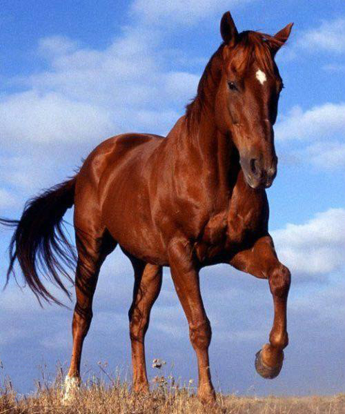 汉朝到底有多强呢,汉朝的实力到底有多强大