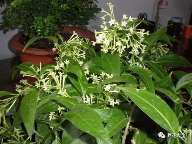 家里哪些花不能用哪些花有毒,家里的花种不好要不要换掉