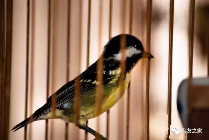黄腹山雀跟人亲人吗,黄腹山雀成年鸟